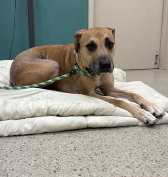 Rescue Black Mouth Cur Dogs for Adoption in Fishers, Indiana - Flora (in Foster) | PetCurious