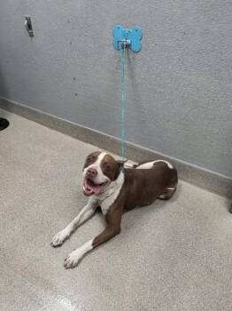 FOOTBALL -  Pit Bull Terrier Dog for Adoption in Las Vegas, Nevada - FOOTBALL | PetCurious