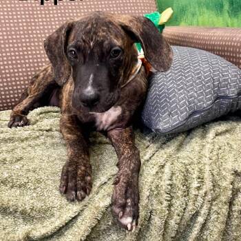Dipper -  Cane Corso and Mixed Breed Dog for Adoption in Blairstown, New Jersey - Dipper | PetCurious