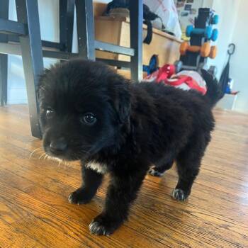 Shepherd and Retriever Dogs Available for Adoption - Al D9550 | PetCurious