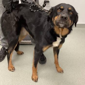 Shepherd Dogs Available for Adoption - Charlie | PetCurious