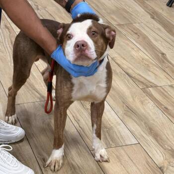 Pit Bull Terrier Dogs Available for Adoption in Newark, New Jersey - Skipper | PetCurious