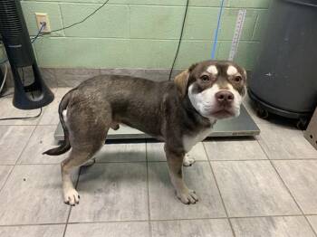 Siberian Husky and American Staffordshire Terrier Dogs Available for Adoption - CADBURY | PetCurious