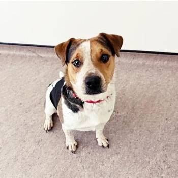 Truman -  Cattle Dog Dog for Adoption in Brentwood, Missouri - Truman | PetCurious