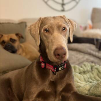 Callie -  Labrador Retriever Dog for Adoption in Richmond, Virginia - Callie | PetCurious