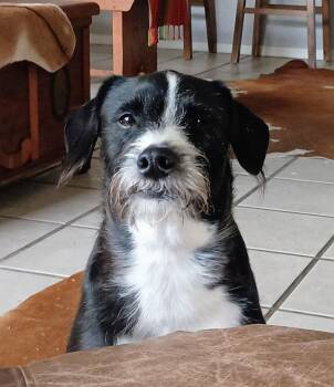 Fergus -  Wire Fox Terrier Dog for Adoption in Temple, Texas - Fergus | PetCurious