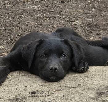 Labrador Retriever and Terrier Dogs Available for Adoption in Elgin, Illinois - Sugarplum | PetCurious