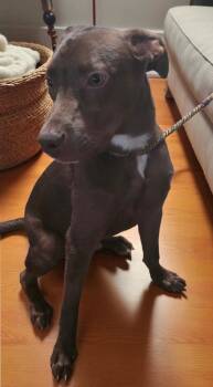 Rescue Labrador Retriever Dogs for Adoption in Minneapolis, Minnesota - Jacques | PetCurious