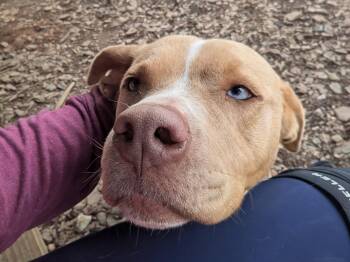 Terrier Dogs Available for Adoption in Mccormick, South Carolina - Loki | PetCurious