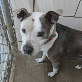 Tootsie -  Pit Bull Terrier Dog for Adoption in Greenville, Pennsylvania - Tootsie | PetCurious