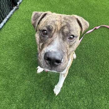 Mixed Breed Dogs Available for Adoption in Pittsburgh, Pennsylvania - Bumi | PetCurious