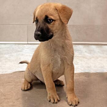 Goldie -  Mixed Breed Dog for Adoption in Hailey, Idaho - Goldie | PetCurious