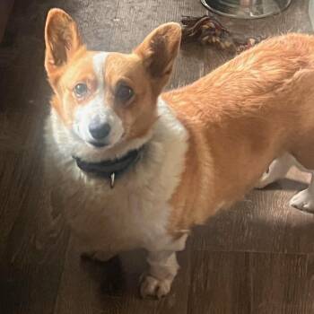 Rescue Betsy -  Corgi Dog for Adoption in Batavia, New York - Rescue Betsy | PetCurious