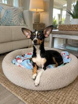 Bunny -  Chihuahua Dog for Adoption in Tifton, Georgia - Bunny | PetCurious