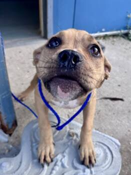 Rescue Pit Bull Terrier and Mixed Breed Dogs for Adoption in New Orleans, Louisiana - Kinsley | PetCurious