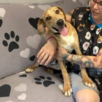 Dakota -  Catahoula Leopard Dog and Mixed Breed Dog for Adoption in Rochester, Minnesota - Dakota | PetCurious