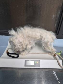 Schnauzer Dogs Available for Adoption in Lawrenceville, Georgia - Pen 230 | PetCurious