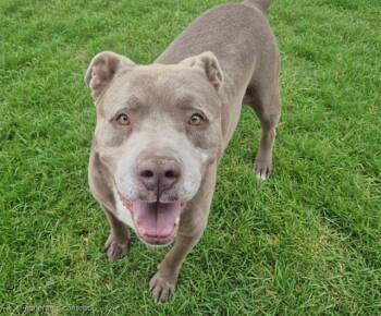 CURTIS -  Pit Bull Terrier and Mixed Breed Dog for Adoption in Albuquerque, New Mexico - CURTIS | PetCurious