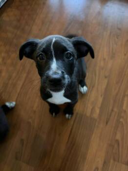 Australian Shepherd and Mixed Breed Dogs Available for Adoption in Clinton, Wisconsin - Maggie | PetCurious