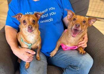 Muffin -  Chihuahua and Dachshund Dog for Adoption in Effingham, Illinois - Muffin | PetCurious