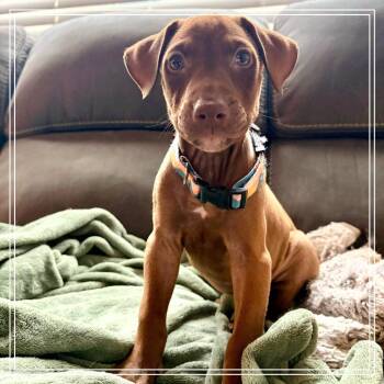 Circe -  American Staffordshire Terrier and Doberman Pinscher Dog for Adoption in Chandler, Arizona - Circe | PetCurious