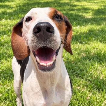 Muna -  Hound and Mixed Breed Dog for Adoption in Washington, District Of Columbia - Muna | PetCurious
