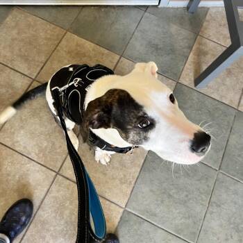 Maddie -  Mixed Breed Dog for Adoption in Chattanooga, Tennessee - Maddie | PetCurious