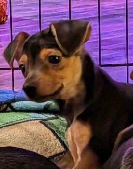 Poppy -  Rat Terrier and Chihuahua Dog for Adoption in Vancouver, Washington - Poppy | PetCurious