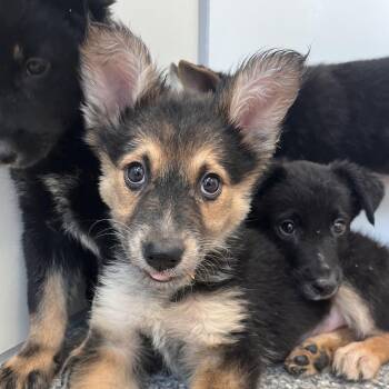 Madam Beans -  German Shepherd Dog and Border Collie Dog for Adoption in Murray, Utah - Madam Beans | PetCurious
