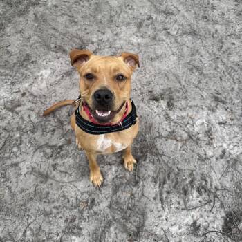 Chica Bonita 29716 -  Mixed Breed Dog for Adoption in Middleburg, Florida - Chica Bonita 29716 | PetCurious