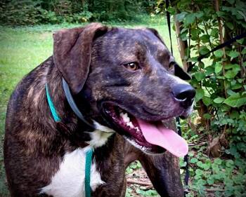 Ted -  American Bully and Plott Hound Dog for Adoption in Powell, Tennessee - Ted | PetCurious