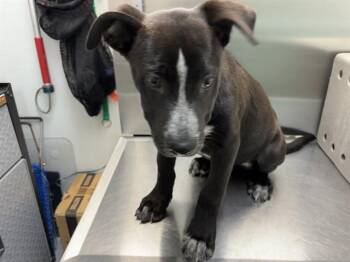 MEADOW -  Pit Bull Terrier Dog for Adoption in Antioch, California - MEADOW | PetCurious