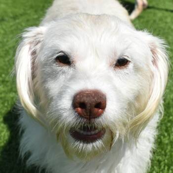 Maddie -  Terrier Dog for Adoption in Auburn, Nebraska - Maddie | PetCurious