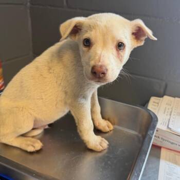Shepherd and Husky Dogs Available for Adoption in Tuscaloosa, Alabama - TUSC-Stray-84246_2_3 | PetCurious