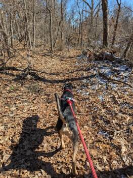 Coonhound Dogs Available for Adoption - Brisket | PetCurious