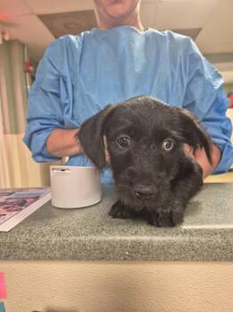 Mixed Breed Dogs Available for Adoption in Ellijay, Georgia - Savanna | PetCurious