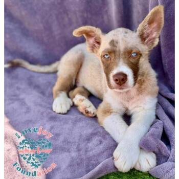 Jackson COH -  Australian Cattle Dog Blue Heeler Dog for Adoption in Inglewood, California - Jackson COH | PetCurious