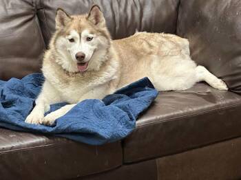 Rescue Siberian Husky Dogs for Adoption in Burnaby, British Columbia - Joy | PetCurious