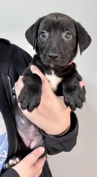 Avery -  Pit Bull Terrier and Shepherd Dog for Adoption in Oxford, Michigan - Avery | PetCurious