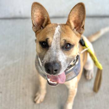 Redman -  Australian Cattle Dog Blue Heeler Dog Available for Adoption in Richmond, Virginia - Redman | PetCurious