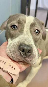 Pit Bull Terrier Dogs Available for Adoption in Chicago, Illinois - Pascha | PetCurious