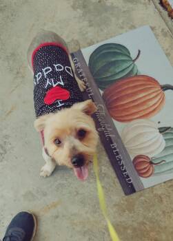 chicta -  Yorkshire Terrier Dog for Adoption in Garland, Texas - Chicta | PetCurious