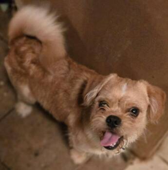 Felix -  Shih Tzu and Pug Dog for Adoption in San Antonio, Texas - Felix | PetCurious