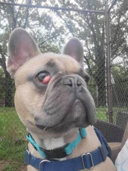 Frisco -  French Bulldog Dog for Adoption in Montgomery, New Jersey - Frisco | PetCurious
