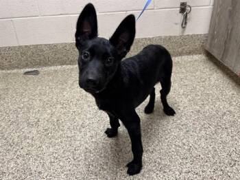 OOPS! ALL EARS -  German Shepherd Dog and Mixed Breed Dog for Adoption in Colorado Springs, Colorado - OOPS! ALL EARS | PetCurious