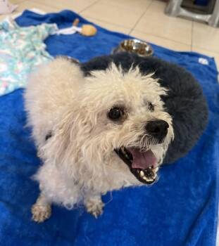Chip 8030 -  Poodle Dog for Adoption in Boca Raton, Florida - Chip 8030 | PetCurious