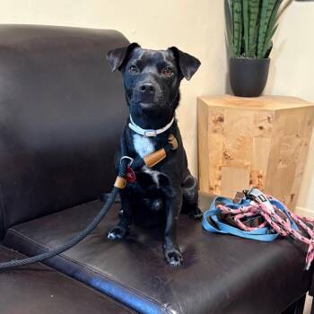 Panther -  Chihuahua Dog for Adoption in Hawthorne, California - Panther | PetCurious