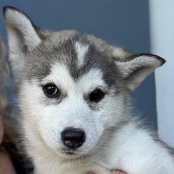 Siberian Husky Dogs Available for Adoption - Jasmine | PetCurious
