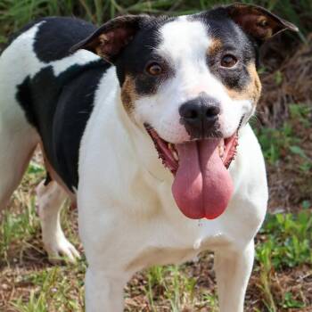 Oreo -  Cattle Dog Dog for Adoption in Hollister, Missouri - Oreo | PetCurious