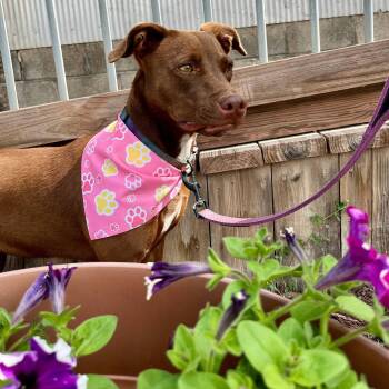 Bella -  Mixed Breed and Labrador Retriever Dog for Adoption in Leavenworth, Kansas - Bella | PetCurious